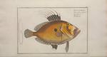 John Dory (Zeus faber)