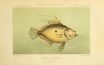 John Dory (Zeus faber)