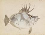 John Dory (Zeus faber)