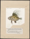 John Dory (Zeus faber)