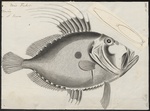 John Dory (Zeus faber)