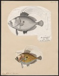 John Dory (Zeus faber)