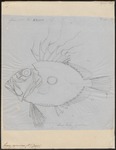 John Dory (Zeus faber)