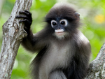 dusky leaf monkey (Trachypithecus obscurus)