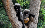 dusky leaf monkey (Trachypithecus obscurus)