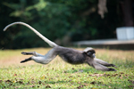 dusky leaf monkey (Trachypithecus obscurus)