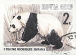 giant panda (Ailuropoda melanoleuca)