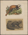 red panda, lesser panda (Ailurus fulgens)