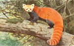 red panda, lesser panda (Ailurus fulgens)