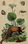 red panda, lesser panda (Ailurus fulgens)