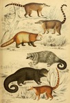 ...red panda (Ailurus fulgens refulgens), Indian binturong (Arctictis binturong albifrons), binturo