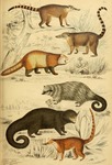 ...ng (Arctictis binturong penicillatus), white-nosed coati (Nasua narica), South American coati (N...