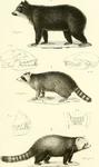 ...coon (Procyon lotor), lesser panda (Ailurus fulgens)