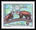 red panda, lesser panda (Ailurus fulgens)