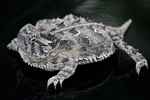 Texas horned lizard (Phrynosoma cornutum)