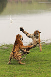tiger (Panthera tigris) - tigers playing