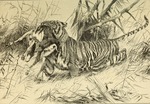 tiger (Panthera tigris)