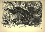 tiger (Panthera tigris) hunting chital (Axis axis)