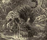 mugger crocodile (Crocodylus palustris), Bengal tiger (Panthera tigris tigris)