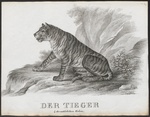 tiger (Panthera tigris)