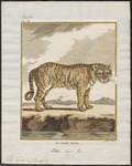 tiger (Panthera tigris)