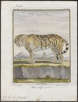 tiger (Panthera tigris)