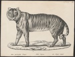 tiger (Panthera tigris)