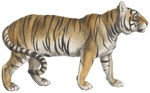 tiger (Panthera tigris)