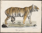 tiger (Panthera tigris)