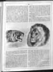 tiger (Panthera tigris)