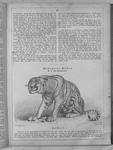 tiger (Panthera tigris)