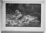 tiger (Panthera tigris)