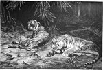 tiger (Panthera tigris)