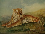 tiger (Panthera tigris) - Bengal tiger (Panthera tigris tigris)