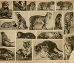 cheetah (Acinonyx jubatus), tiger (Panthera tigris), leopard (Panthera pardus)