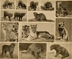 cougar (Puma concolor), tiger (Panthera tigris), leopard (Panthera pardus)