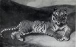 tiger (Panthera tigris)