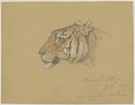 tiger (Panthera tigris)