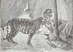 tiger (Panthera tigris)