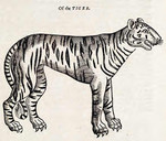 tiger (Panthera tigris)