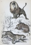 lion (Panthera leo), leopard (Panthera pardus), tiger (Panthera tigris)