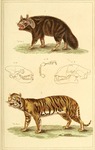brown hyena (Hyaena brunnea), tiger (Panthera tigris)