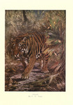 tiger (Panthera tigris)