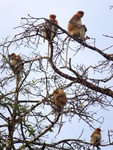 proboscis monkey, long-nosed monkey (Nasalis larvatus)