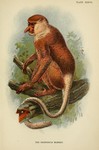 proboscis monkey, long-nosed monkey (Nasalis larvatus)