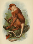 proboscis monkey, long-nosed monkey (Nasalis larvatus)