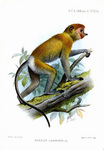 proboscis monkey, long-nosed monkey (Nasalis larvatus)