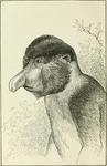 proboscis monkey, long-nosed monkey (Nasalis larvatus)