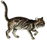 marbled cat (Pardofelis marmorata)