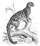 marbled cat (Pardofelis marmorata)